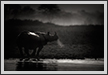  Rhino in Mist - Breath | bw Fine Art Nature Photography
