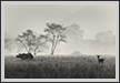  Rhino and Deer  | bw Fine Art Nature Photography
