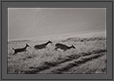 Running Deers at Corbet National Park, India | bw Fine Art Nature Photography