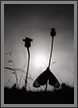 Tawny Coster and Flowers | bw Fine Art Nature Photography