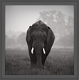 Tusker in monotone | bw Fine Art Nature Photography
