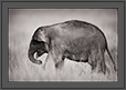 Elephant Portrait - A young one, Corbet National Park, India | bw Fine Art Nature Photography