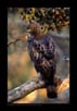 Changeable Hawk Eagle | favourites Fine Art Nature Photography