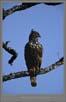 Changeable Hawk Eagle | avian Fine Art Nature Photography