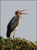 Adjutant Stork, Kaziranga National Park, India. | avian Fine Art Nature Photography