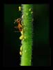 Aphids and an Ant | favourites Fine Art Nature Photography