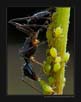 Aphids and Ant  | macro Fine Art Nature Photography
