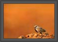 Ashy Crowned Sparrow Lark in Morning light | favourites Fine Art Nature Photography