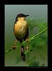 Ashy Prenia, Mysore | avian Fine Art Nature Photography