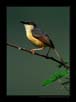 Ashy Prenia, Mysore | avian Fine Art Nature Photography
