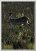 Deer Back-lit, Corbet National Park, India | fauna Fine Art Nature Photography