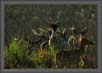 Deers Backlit, Corbet National Park, India | fauna Fine Art Nature Photography