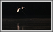  Egret Flying | avian Fine Art Nature Photography