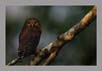 Barred Owlett, Kaziranga National Park. | print Image | Photo | Picture | Nature Photography