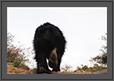 Sloth bear - Return  | fauna Fine Art Nature Photography