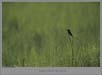Green Bee-Eater | avian Fine Art Nature Photography