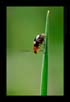 May be this one is a beetle (?) | macro Fine Art Nature Photography