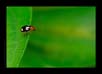 Beetle | macro Fine Art Nature Photography