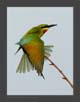 Blue Tailed Bee Eater | avian Fine Art Nature Photography