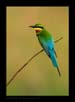 Blue Tailed Bee Eater | favourites Fine Art Nature Photography