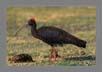 Black Ibis | avian Fine Art Nature Photography
