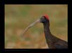 Black Ibis | avian Fine Art Nature Photography