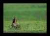 Black Kite Scape | avian Fine Art Nature Photography