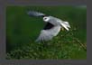 Black-shouldered Kite | avian Fine Art Nature Photography