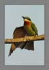 Blue Tailed Bee-Eater | avian Fine Art Nature Photography