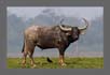 Indian Water Buffalo, Kaziranga National Park, India. | fauna Fine Art Nature Photography