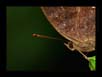 Butterfly - another compositional perspective | favourites Fine Art Nature Photography