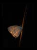 Butterfly in Torchlight, Western Ghats, India | macro Fine Art Nature Photography