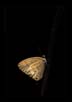 Butterfly in Simulated Evening Light, Western Ghats | favourites Fine Art Nature Photography