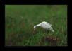 Cattle Egret | avian Fine Art Nature Photography