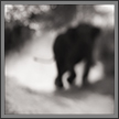  Elephant Charge | favourites Fine Art Nature Photography