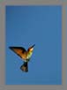 Chestnut Headed Bee Eater | avian Fine Art Nature Photography