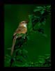 Common Babbler | avian Fine Art Nature Photography