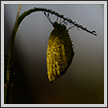  Common Grass Yellow | color Fine Art Nature Photography