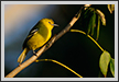Common Iora | avian Fine Art Nature Photography