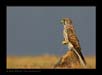 Common Kestrel | avian Fine Art Nature Photography