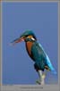 Common Kingfisher | avian Fine Art Nature Photography