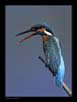Common Kingfisher | avian Fine Art Nature Photography