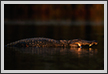  Crocodile in Last light | favourites Fine Art Nature Photography