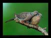 Spotted Doves | favourites Fine Art Nature Photography