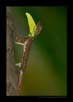  Draco | Gliding Lizard | Draco Dussumieri | favourites Fine Art Nature Photography