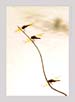 Dragonflies | favourites Fine Art Nature Photography