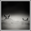 Indian Fox Cubs, Little Runn of Kutch India | favourites Fine Art Nature Photography