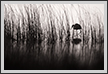 Egret in Reeds | favourites Fine Art Nature Photography
