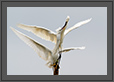 Egret Feeding  | avian Fine Art Nature Photography