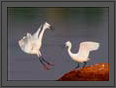 Egrets - Territorial Fight  | avian Fine Art Nature Photography